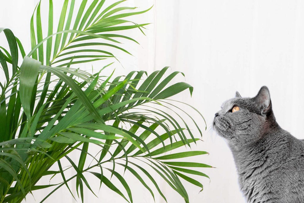 plantas no tóxicas para gatos fotos